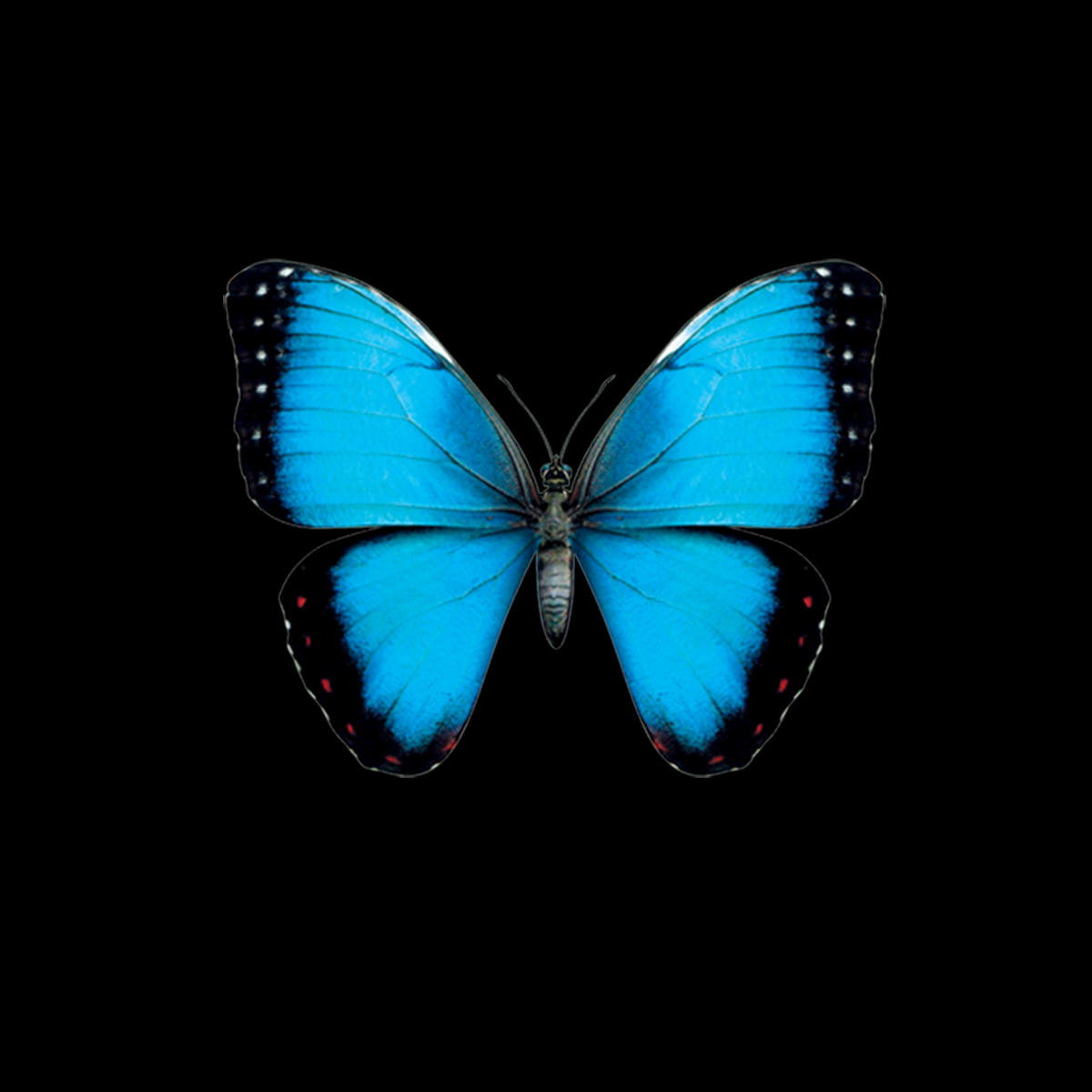 Blau Schmetterling Tiere Damen T-shirt XS-3XL Neu