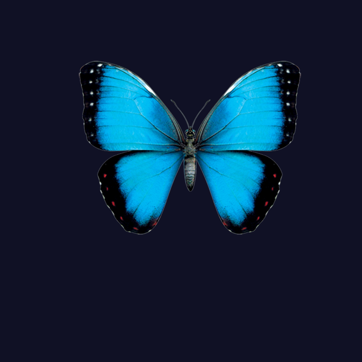 Blau Schmetterling Tiere Damen T-shirt XS-3XL Neu